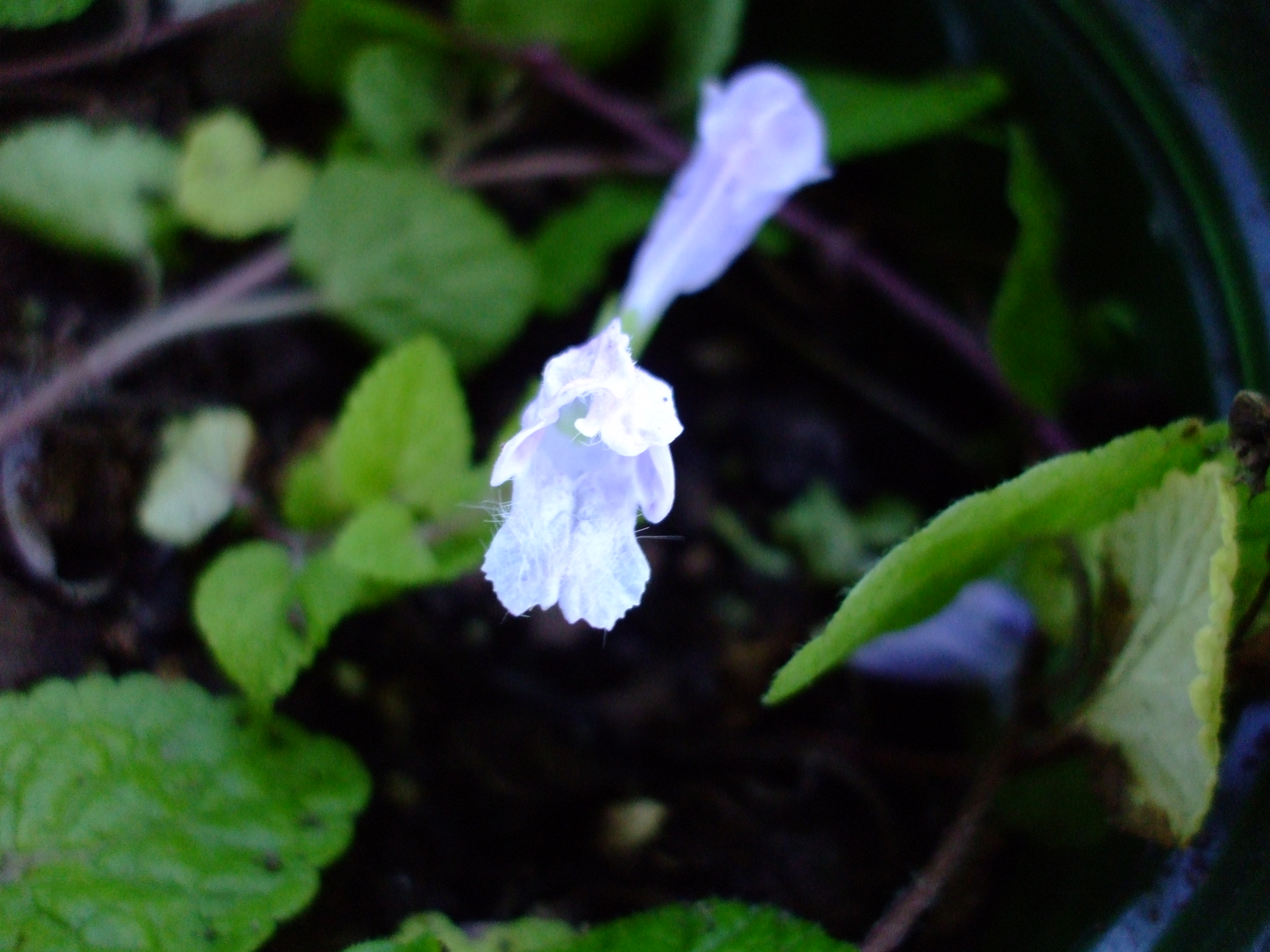 Meehania cordata